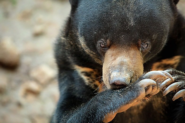Bornean Sun Bear Conservation Centre Credit Sabah Tourism Clement Liew Ket Hin