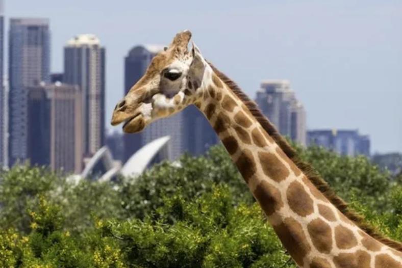 Taronga Zoo. Image iStock
