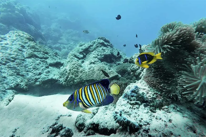 Snorkelling in Bora Bora Image iStock