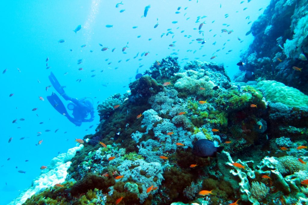 Diving the coral reef off Green Island in Taiwan