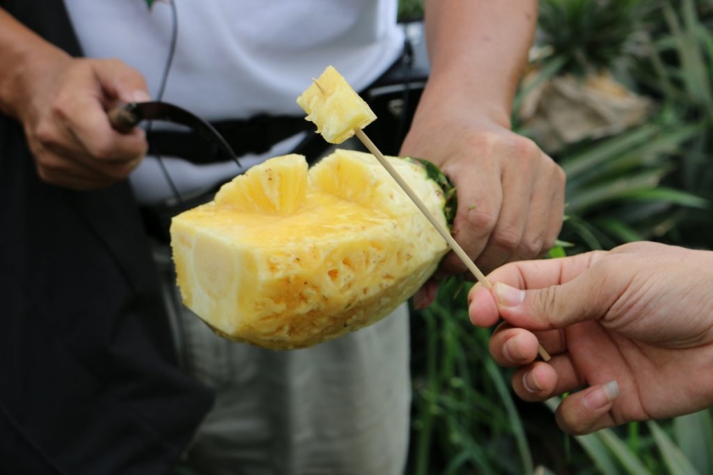 Picking pineapples in Kaohsiung, Taiwan
