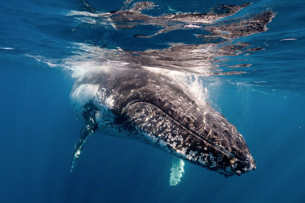 Humpback whale migrating off the South Coast of NSW near Jervis Bay. Image Jordan Robins