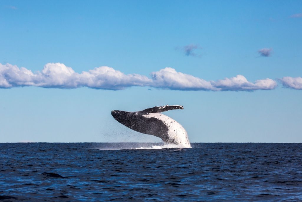 Humpback whale spotted breaching during a tour with Dive Jervis Bay. Image Jordan Robins