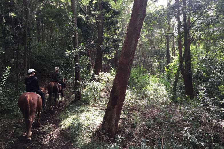 Otford Farm Rainforest Trail Ride