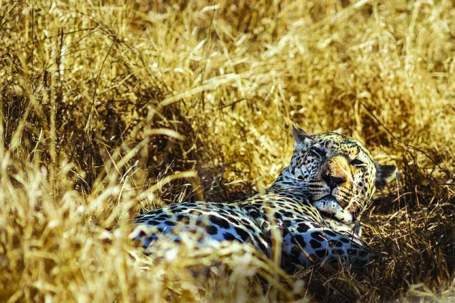 see the big seven including leopard on safari in south africa