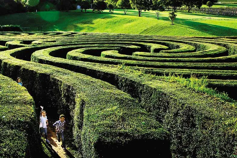 Children running through Bago Maze near Port Macquarie. Image Destination NSW