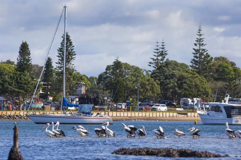 Pelicans at Town Beach in Port Macquarie. Image Destination NSW