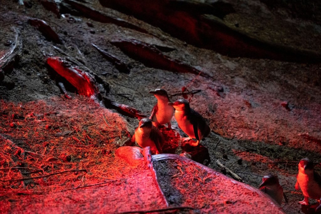 Bicheno Penguin Tours recommends winter as the best time to see penguins. Image Tourism Australia
