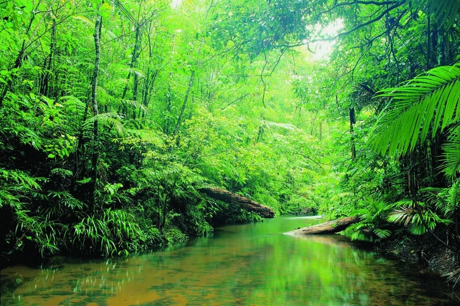 lacy creek at mission beach. image tourism and events queensland