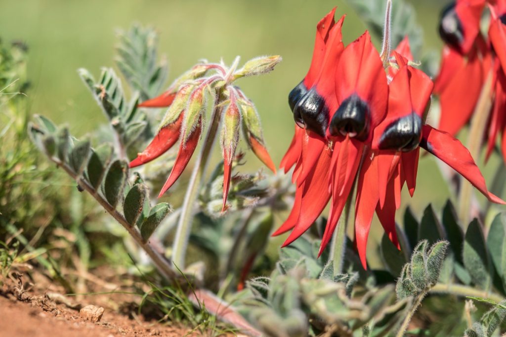 The native Sturt's Desert Pea (Swainsona formosa) located at the Australian Inland Botanic Gardens in Buronga. Image Destination NSW