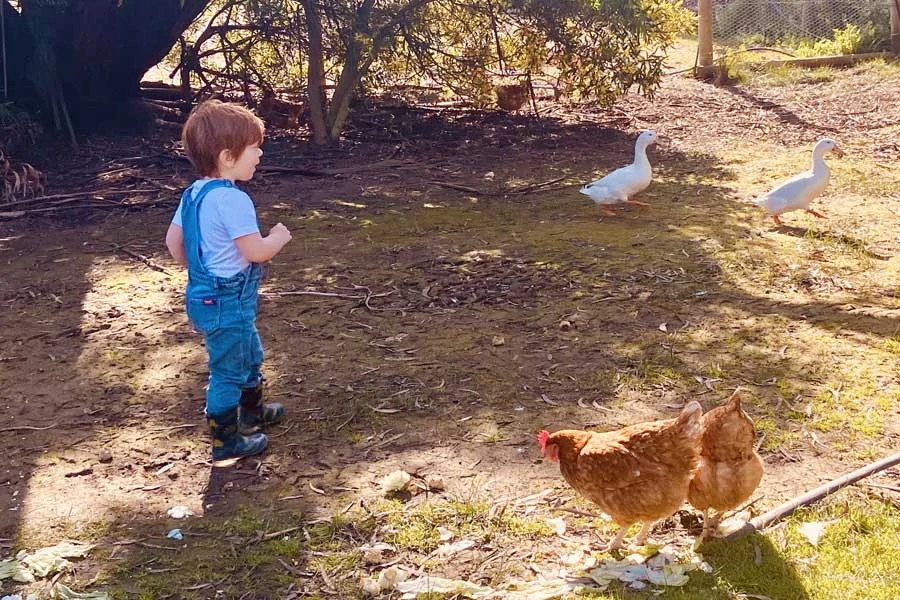 collecting eggs was a daily chore