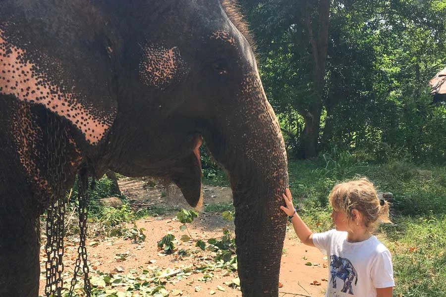 emmie giving some kindness to a chain ele. please dont ride elephants