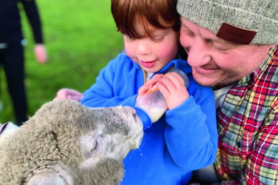 feeding the lambs
