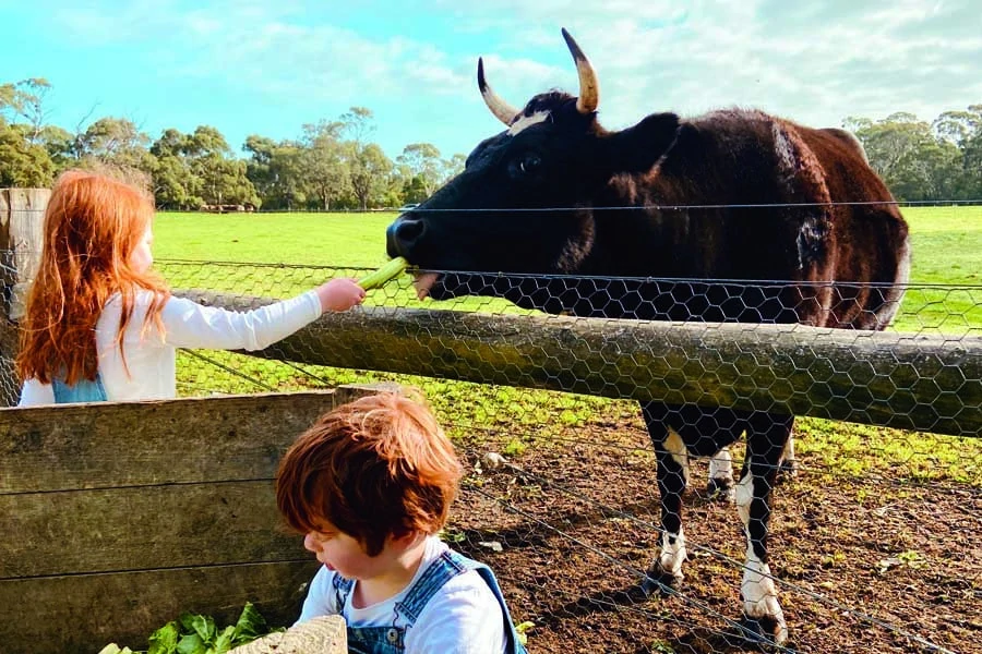 feeding time at freshwater creek cottages