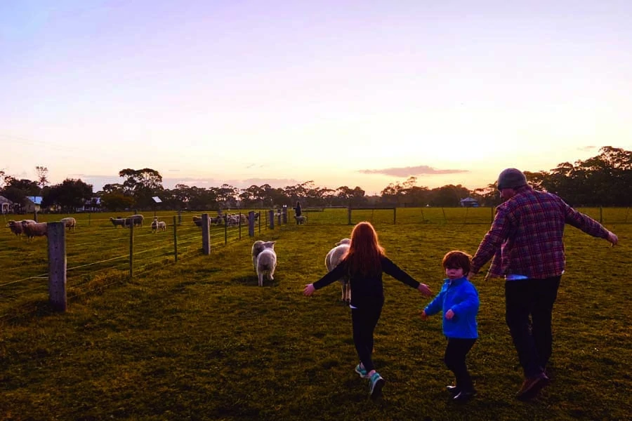 rounding up the sheep