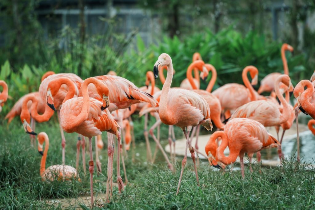 A close up of flamingos in Bird Paradise Singapore. Image Wirestock Creators Shutterstock
