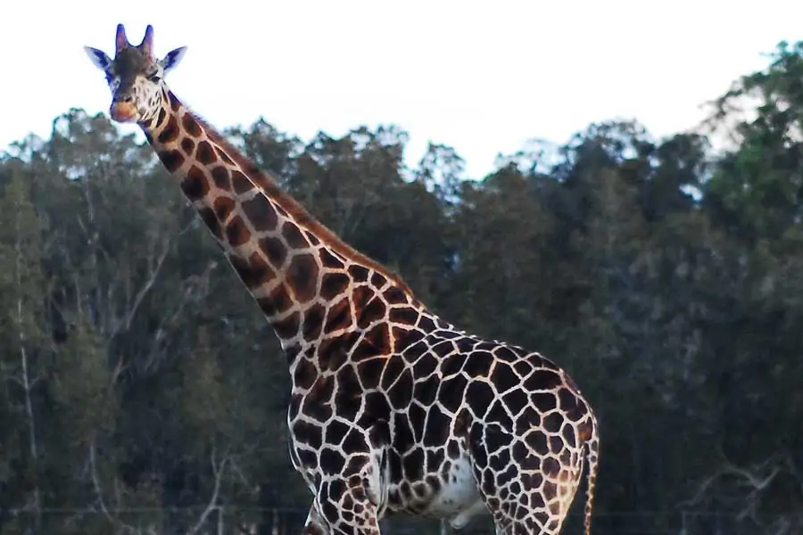 a giraffe at mogo wildlife park. image eurobodalla coast tourism