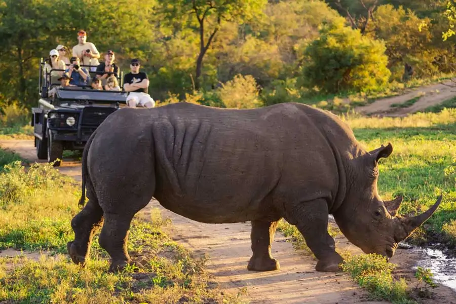 a rhino in front of a safari vehicle in south africa