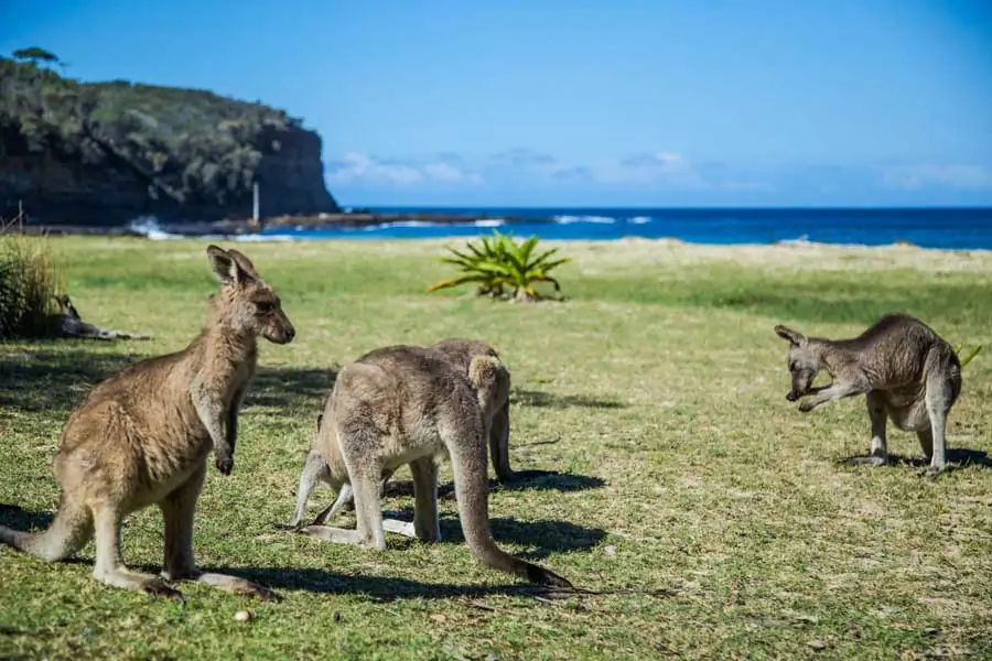 kangaroos grazing at pebbly beach in murramarang national park. image destination nsw