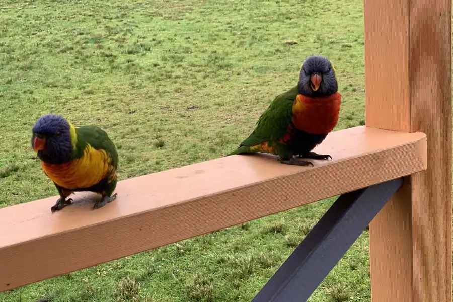 parrots on the verandah of a cottage at durras lake north holiday park
