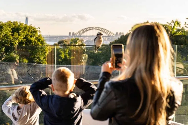 photographing a kookaburra at wildlife retreat at taronga e1638365051904
