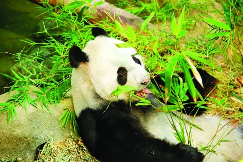 see a panda at river safari e1632590918240