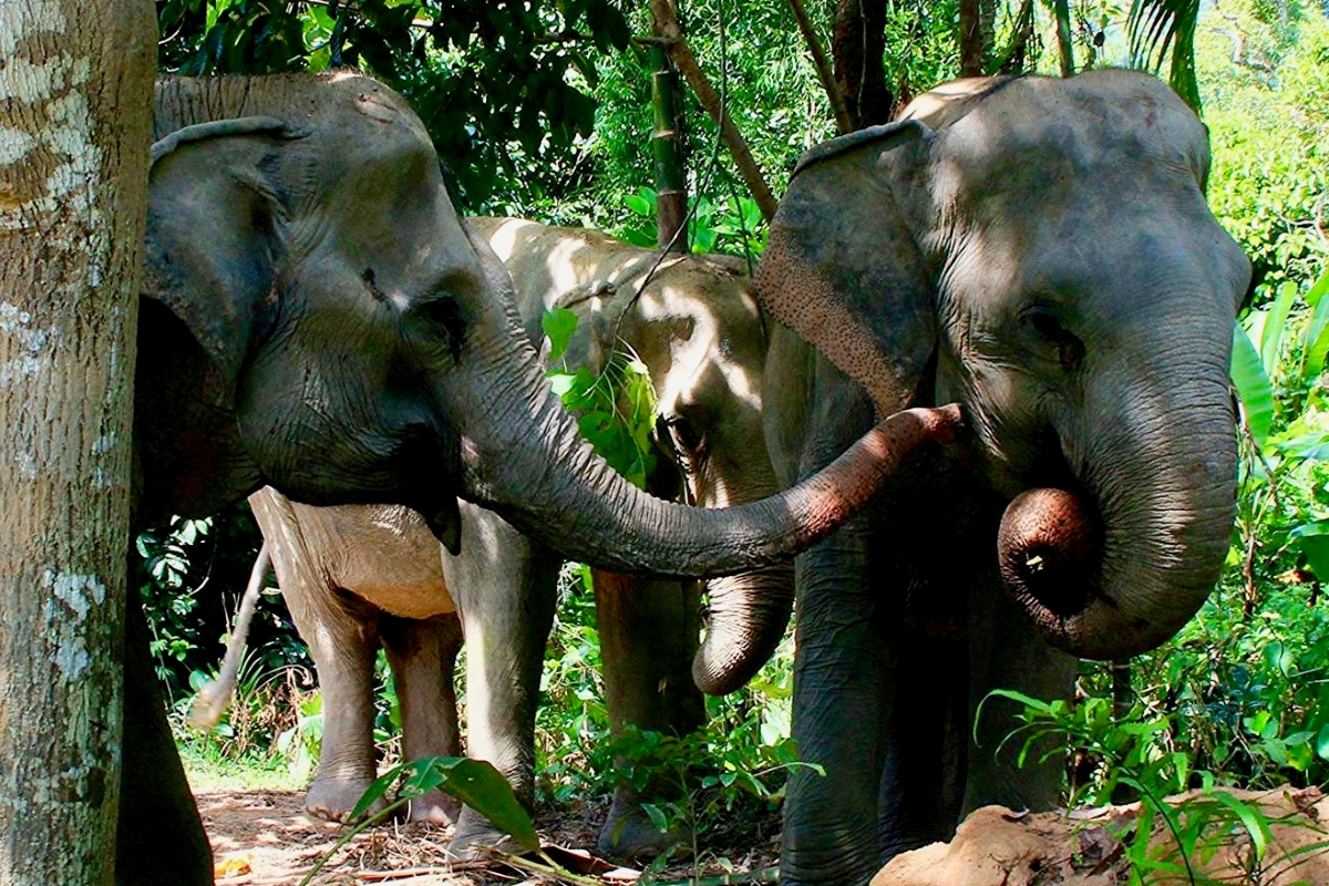 Phuket Elephant Sanctuary in Thailand