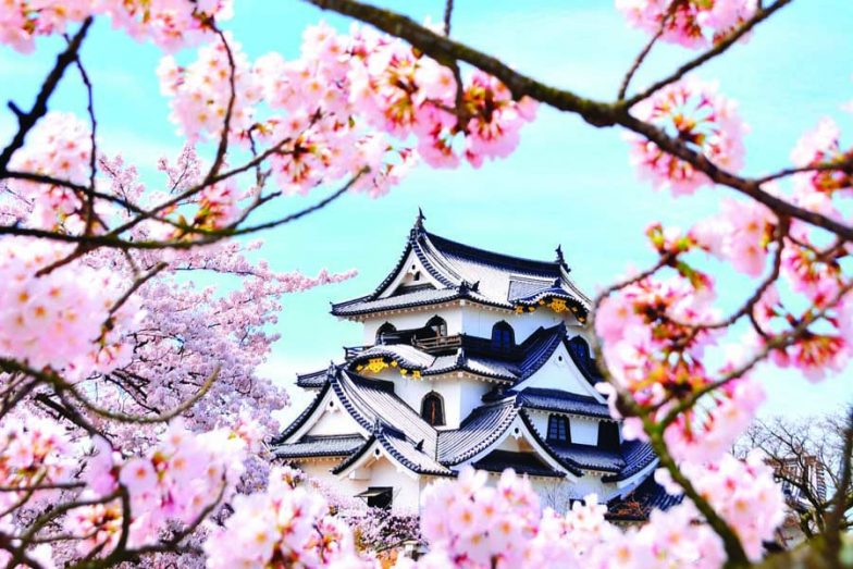 cherry blossoms at hikone castle e1638371423572