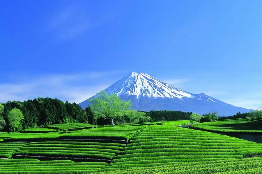 tea plantations in front of mt fuji. image shizuoka prefectural tourist association
