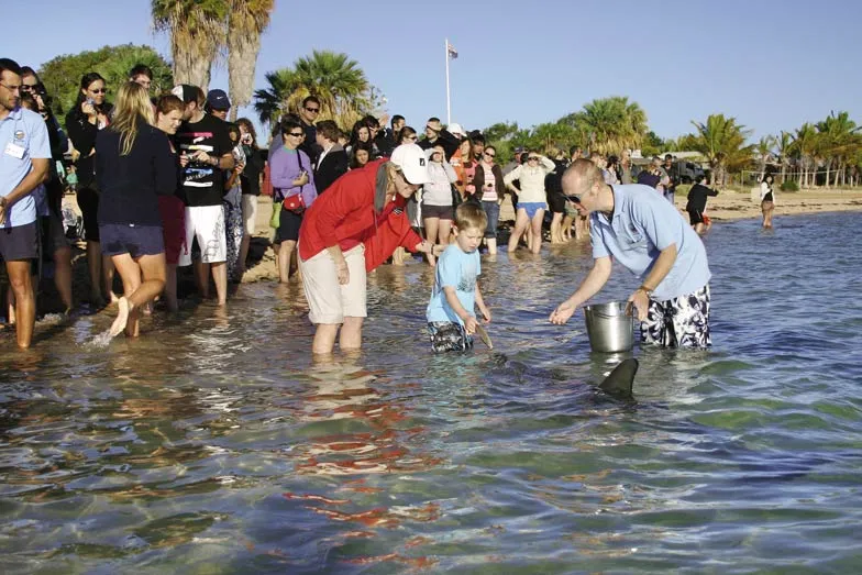 Feeding dolphins at Monkey Mia. Image Tourism Western Australia