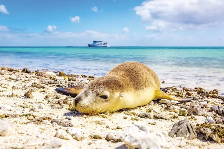 See sea lions in the wild in the Abrolhos Islands. Image Dan Avila