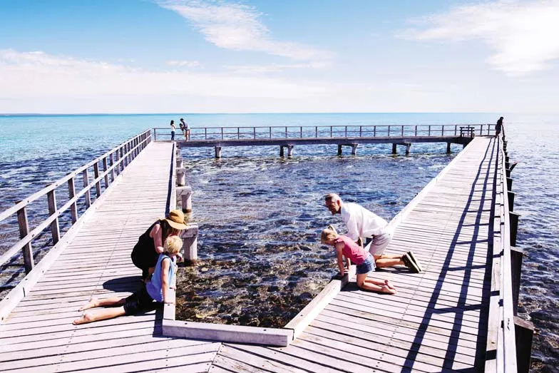 Stromatolites at Hamelin Pool Marine Nature Reserve south east of Denham. Image Tourism Western Aus