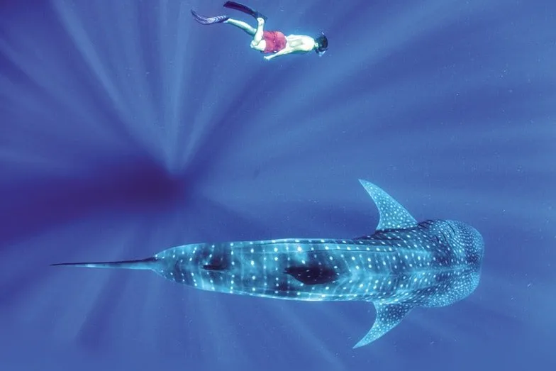 Swim with a whale shark on Ningaloo Reef. Image Coral Bay Ecotours