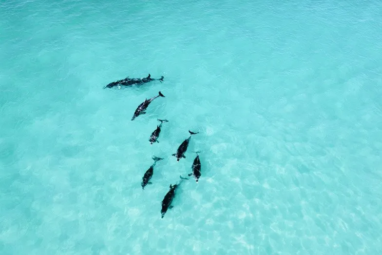 dolphins at pennington bay