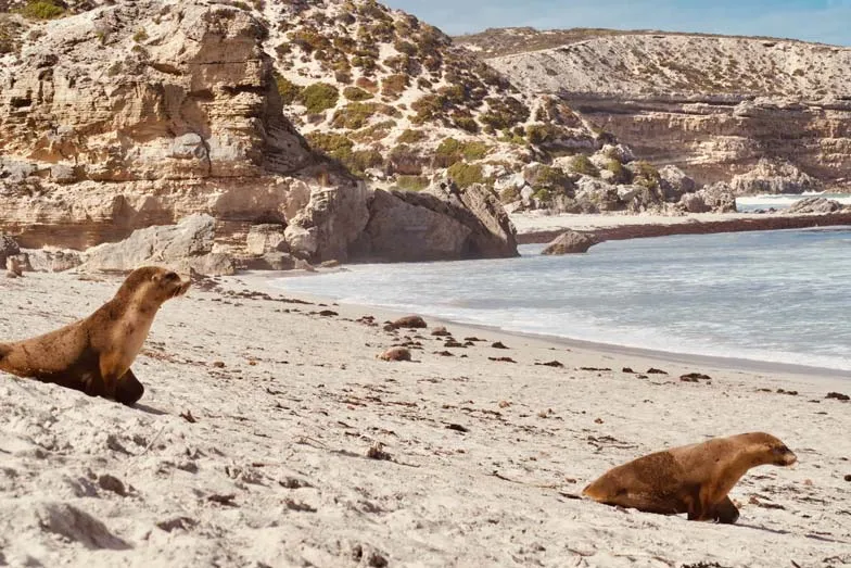 sea lions at seal bay