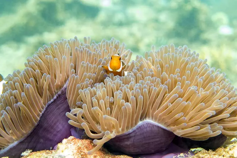 Find Nemo while snorkelling