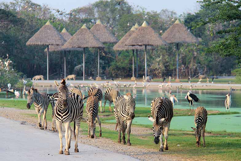 See zebras at Safari World in Bangkok