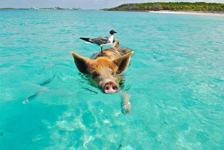 Pig swimming at Pig Beach, Bahamas