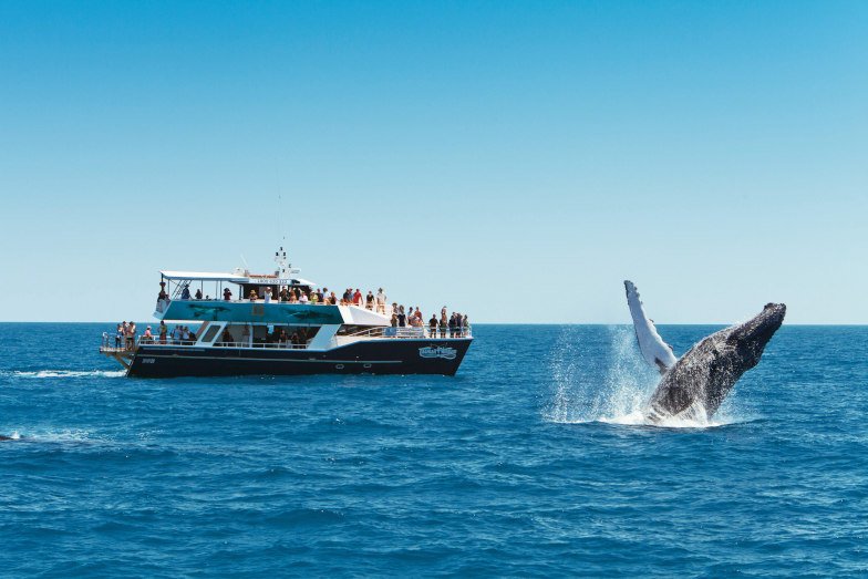 A humpback whale breaching beside a tourist boat in Hervey Bay. Image Tourism and Events Queensland Vince Valitutti