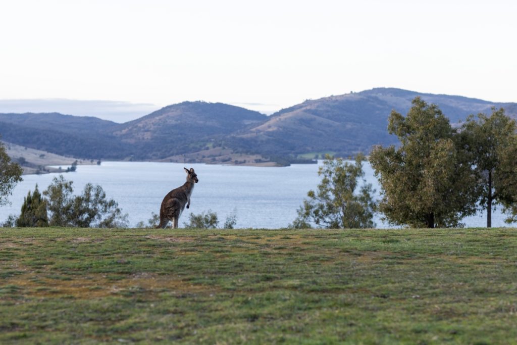 A kangaroo at Reflections Holiday Parks Wyangala Waters