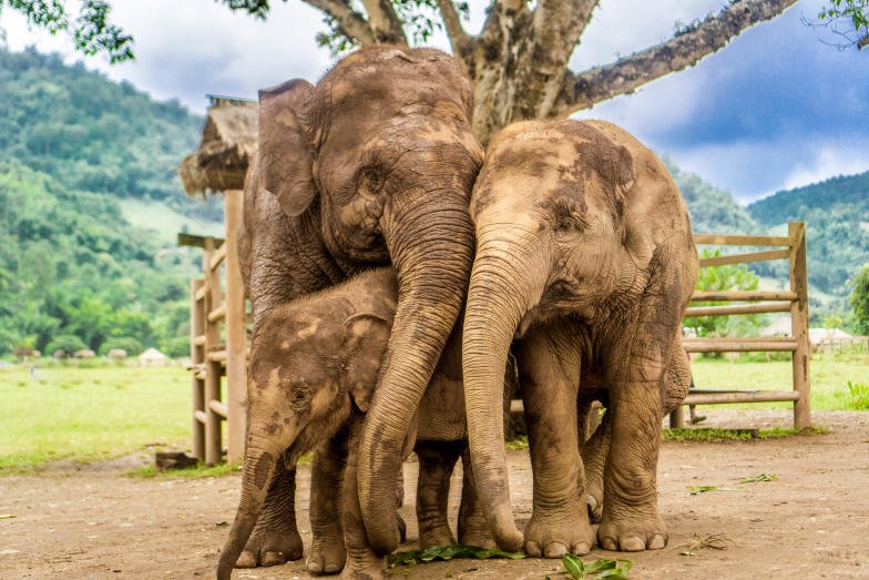 Elephant Nature Park