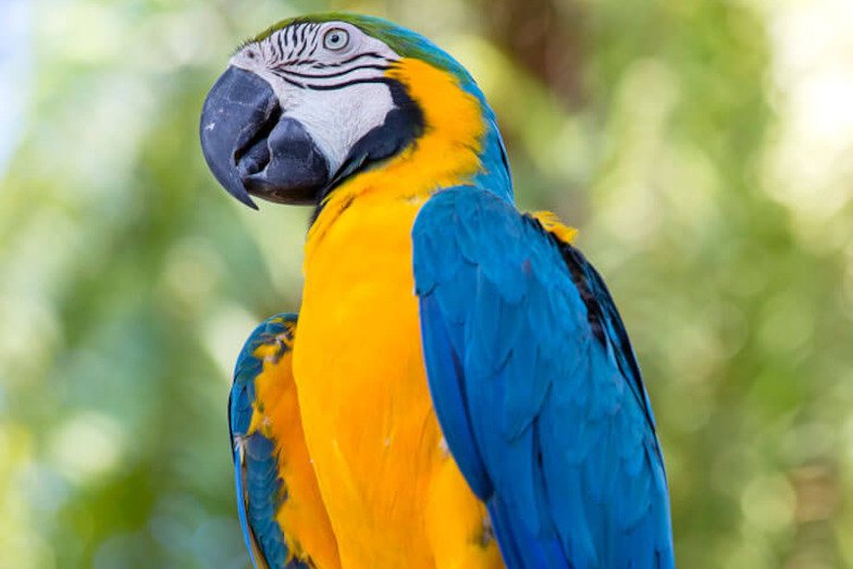 Blue and Yellow Macaw Parrot in Bali Bird Park