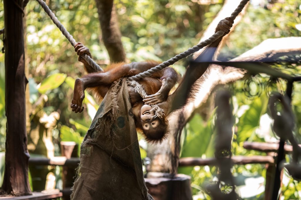Central Bornean orangutan hanging out at Bali Zoo. Image Elena Belodedova Shutterstock
