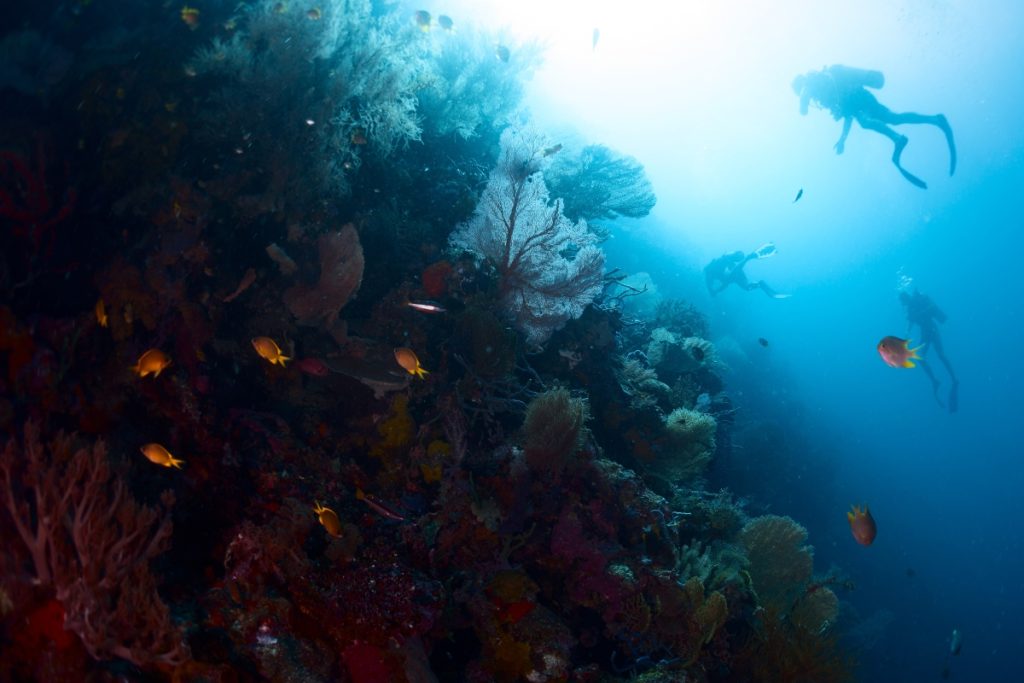 Diving on Menjangan Island. Image Dudarev Mikhail Shutterstock