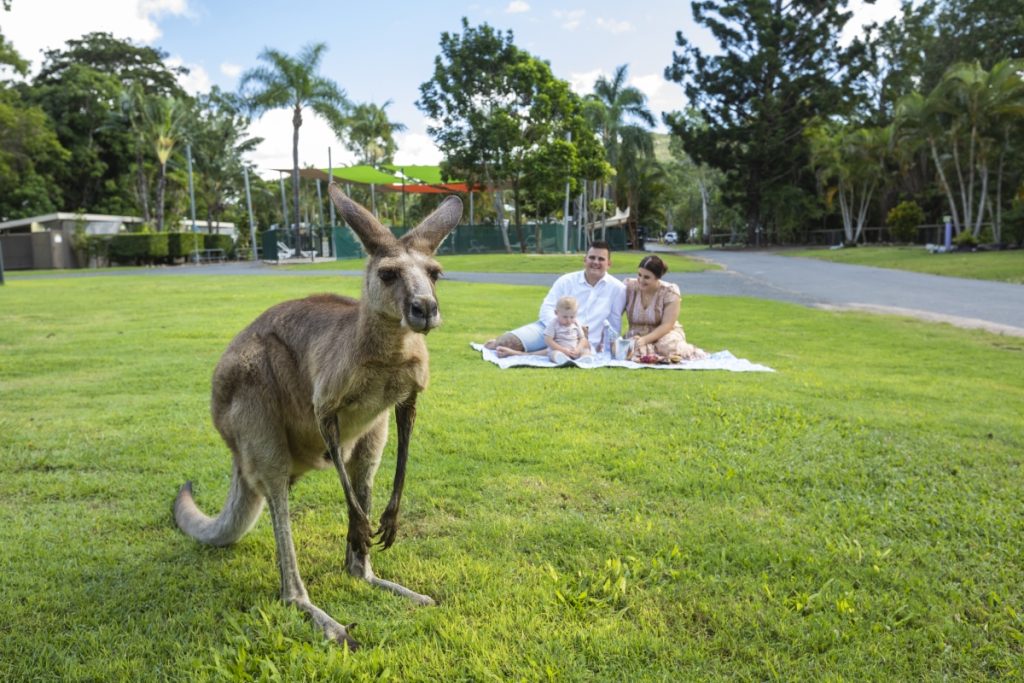 Kangaroo visits a picnicking family at Cape Hillsborough Nature Tourist Park. Image Tourism and Events Queensland