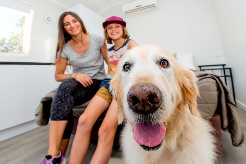 A dog in a room at BIG4 Gold Coast Holiday Park