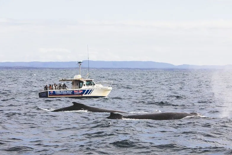 Yamba Whale Watch Adventures. Image Destination NSW