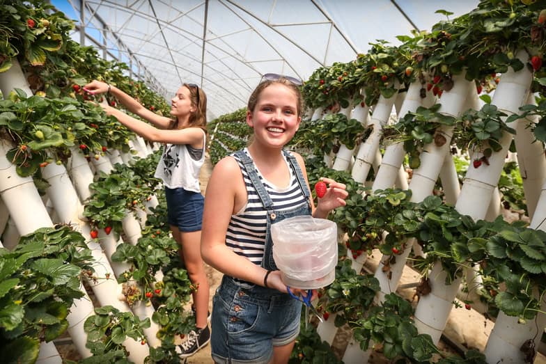 Strawberry picking at Ricardoes near Port Macquarie. Image Lindsay Moller 1.jpg