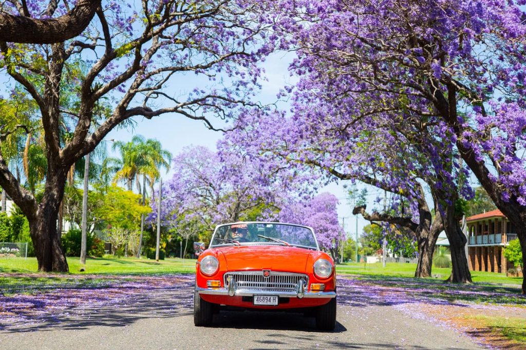 A vintage car in a jacaranda lined street in Grafton Image Destination NSW