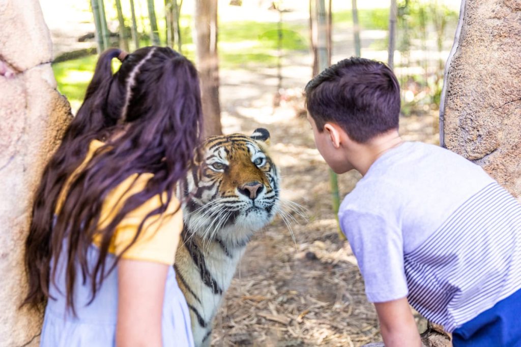 Children up close with a tiger at Dreamworld
